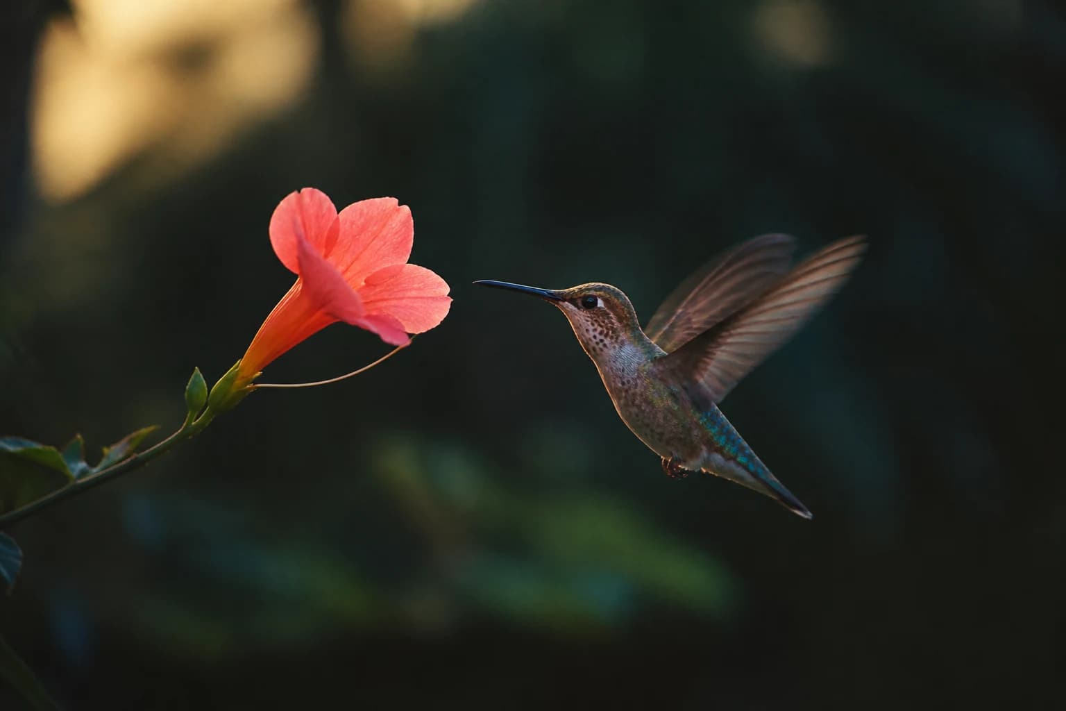 A hummingbird hovering beside a vivid petal-pink flower
